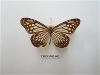 藏品(絹斑蝶)的圖片